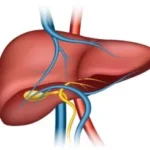 human liver structure organ human medical science health internal 1284 42361 300x245 1 - DailyNews24Live.com